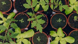 Potted plants