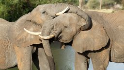 Two elephants cuddling with trunks.