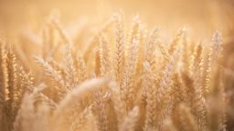 Field of wheat