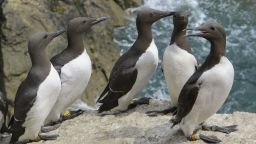 Guillemots on Skomer