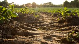 Ploughed soil in a field of crops