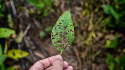 Picture of a hand holding a diseased leaf