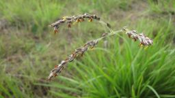 Wild grass