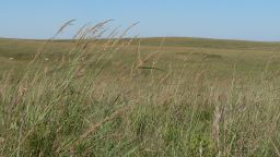 Grasslands