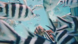 Zebrafish feeding