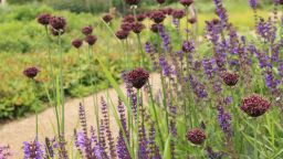 Piet Oudolf landscape design