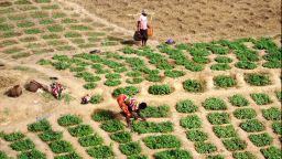 Farmers working the land