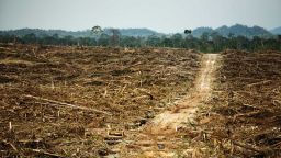 Dirt track through a deforested area