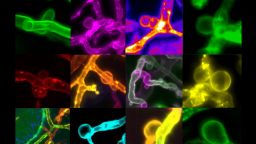 Scientific image