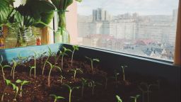 Tomato seedlings growing at home In the city. They are growing in a tray next to a window which overlooks a city urban area.