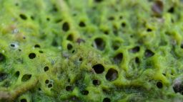 Algae 