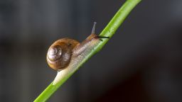Snail on a plant