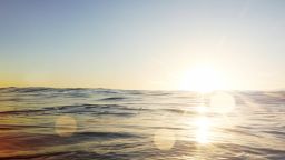 New research reveals how proteins that harvest and use sunlight are organised by the most abundant organism in the world