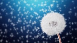 Dandelion