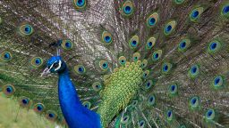 Peacock plumage