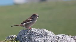 House sparrow.
