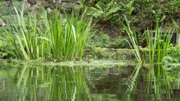 The surface of a pond reflecting the reeds and mossy wall behind it.