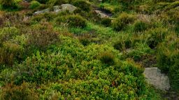 Grassland in the Peak District