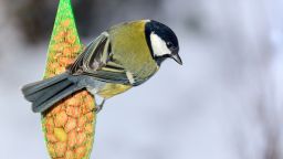 Great tit