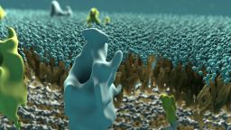 Bacterial cell wall