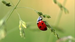 Photo of ladybird