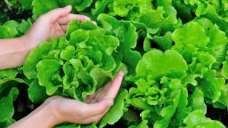 Two adult hands holding a green lettuce with further lettuces in the background