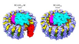 Photosynthesis news story RC-LH1