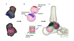 Diagrams of Kinematic Ankle Models