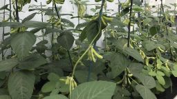 news - beans