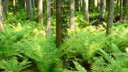 Green woodland