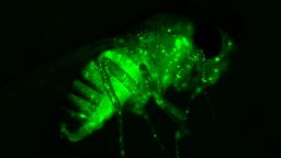 Fruit fly