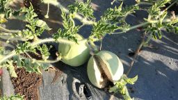 A picture of two Kordofan melons growing on the vine.