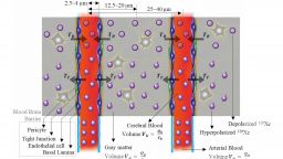 Figure: Illustration of BBB, cerebral blood volume for gray matter, gray matter volume, arterial blood volume and transfer of xenon across the barrier
