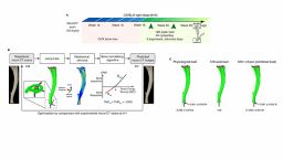 Schematic of in vivo loading experiment