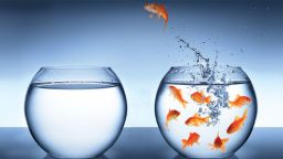 Gold fish in bowl