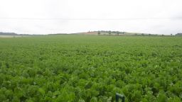 Sugar beet at a farm in South East England, cultivated with basalt