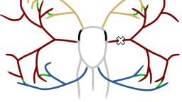 Image used as the cover art for the Annals of Biomedical Engineering 2022 edition