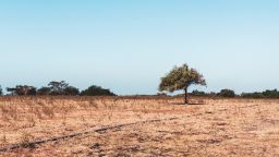 Savanna