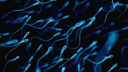 Sperm under a microscope
