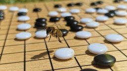 A honeybee flying over black and white coloured discs