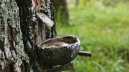 Rubber plantations