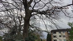 Tree trunk and branches without leaves.  3 storey building in the background to the right of the tree 