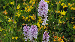 Small cluster of ochids in a field