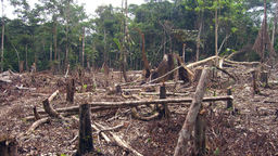 Slash and burn agriculture in the Amazon, large rain forest cleared with tree stumps left. 