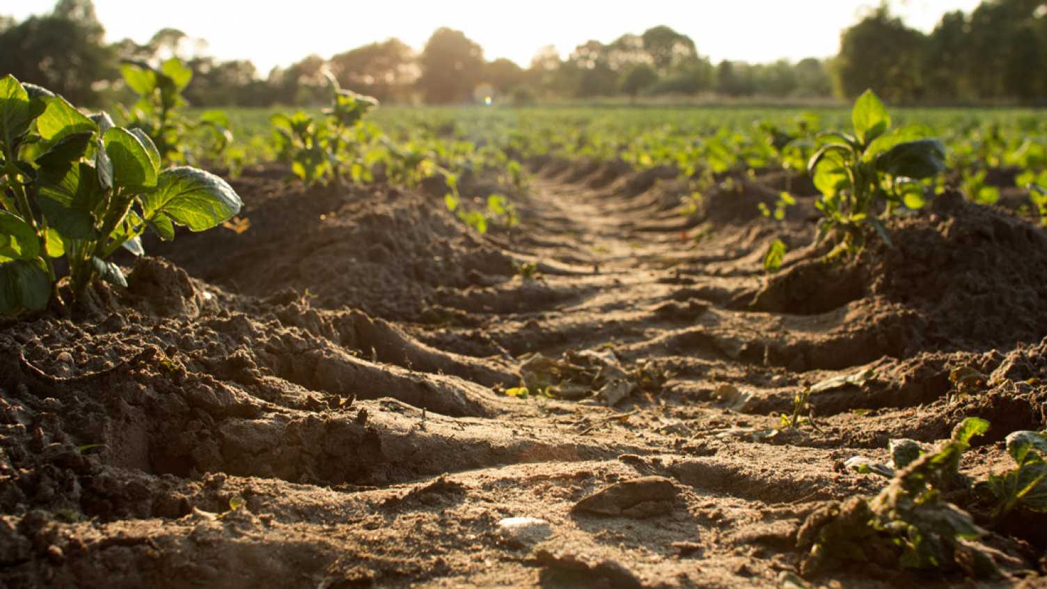 Rock dust helps soils store carbon and boosts crop yields, research