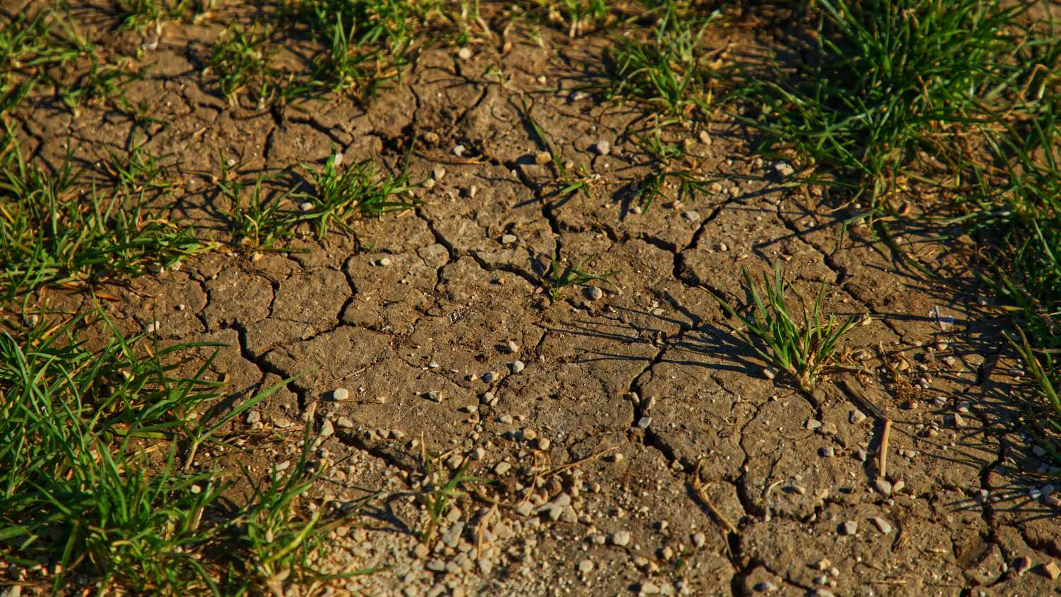 Sick leave for soils Institute for Sustainable Food The University