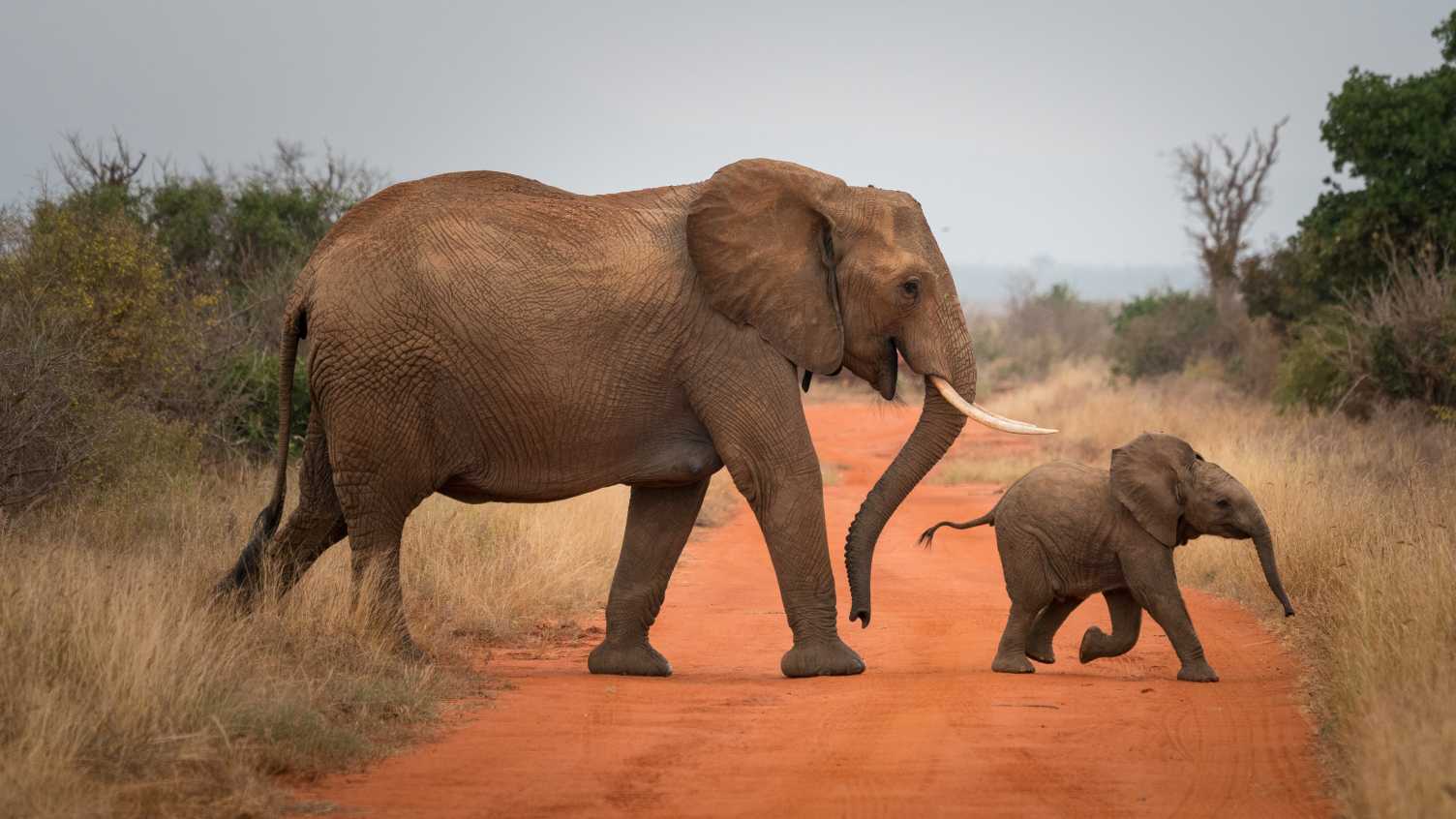Toxic Twitter abuse could skew UK wildlife law