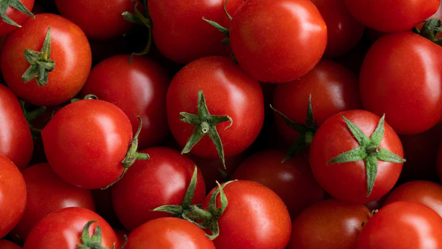 Tomato dietary supplement studied for male fertility