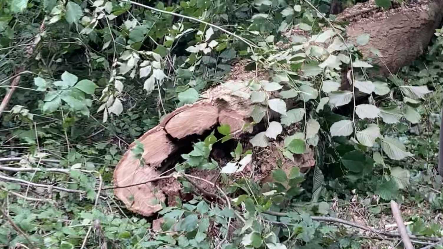 New collaboration harnesses COVID methods to combat multi-billion threat to UK forests | News   www.sheffield.ac.uk