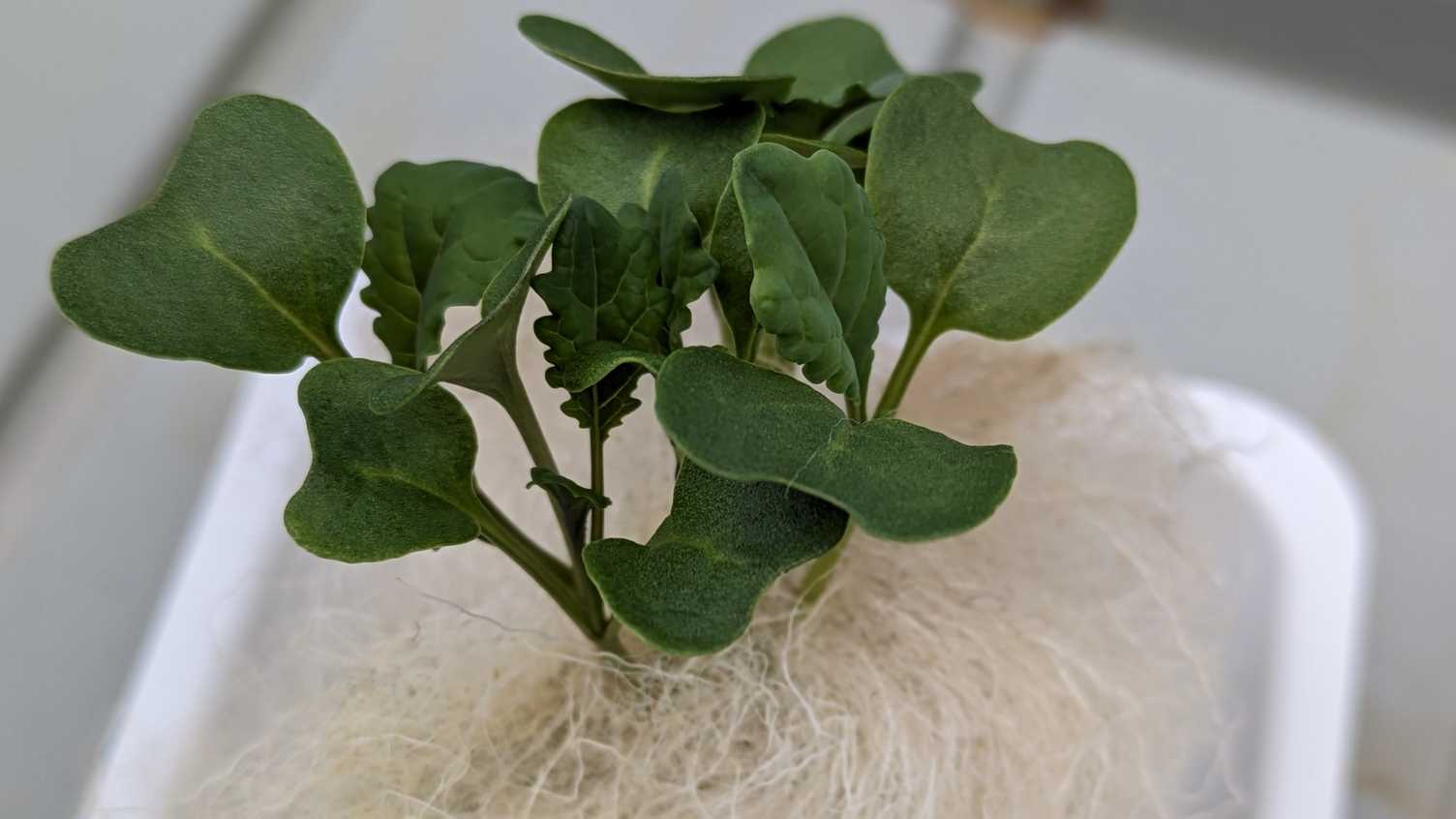 New environmentally friendly growing materials to be developed for food New environmentally friendly growing materials to be developed for food